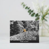 Carte postale Tigre Cache-cache (Debout devant)