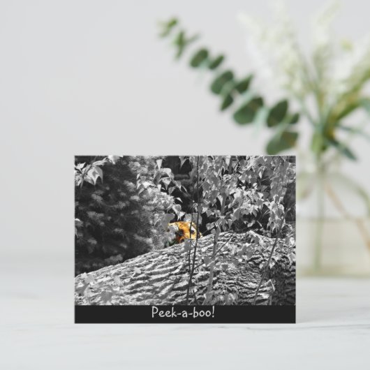 Carte postale Tigre Cache-cache (Debout devant)