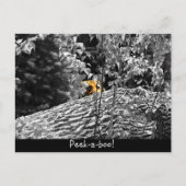 Carte postale Tigre Cache-cache (Devant)