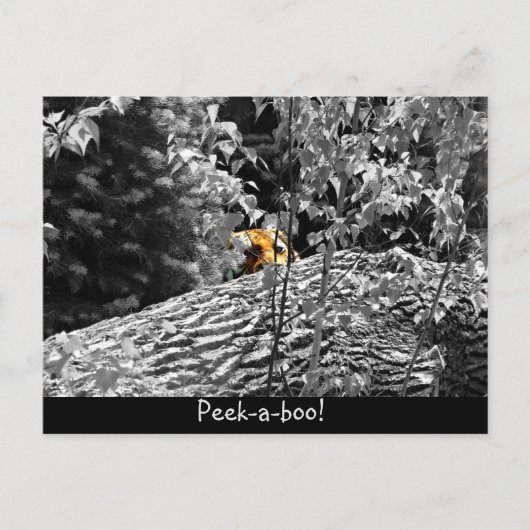 Carte postale Tigre Cache-cache (Devant)