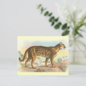 Carte Postale Tigre-Chat (Debout devant)