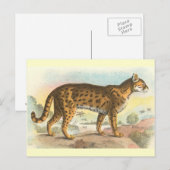 Carte Postale Tigre-Chat (Devant / Derrière)