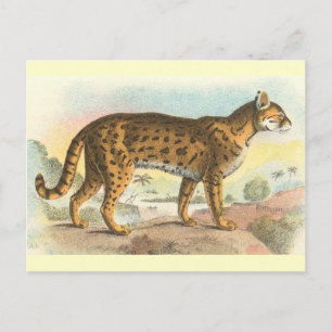 Carte Postale Tigre-Chat