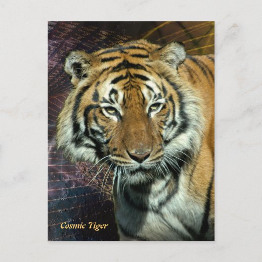 Carte postale : Tigre cosmique (Portrait) (Devant)