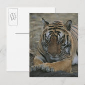 Carte Postale Tigre couchant (Devant / Derrière)
