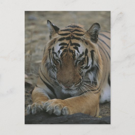 Carte Postale Tigre couchant (Devant)