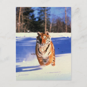 Carte Postale Tigre courant dans la couleur de la neige photo ca