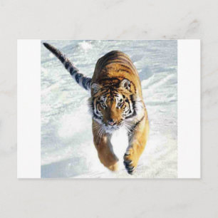 Carte Postale Tigre courant dans la neige