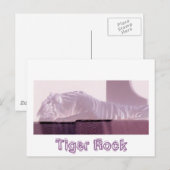 Carte Postale Tigre d'Albino (Devant / Derrière)