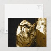 Carte Postale Tigre d'Amur à Sepia (Devant / Derrière)
