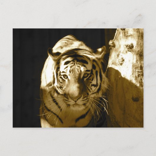Carte Postale Tigre d'Amur à Sepia (Devant)