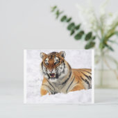 Carte Postale Tigre Dans La Neige (Debout devant)