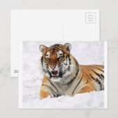 Carte Postale Tigre Dans La Neige (Devant / Derrière)