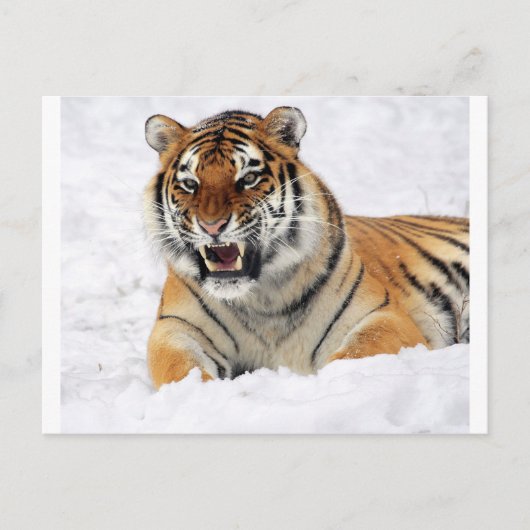 Carte Postale Tigre Dans La Neige (Devant)