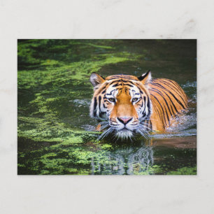 Carte Postale Tigre dans l'eau