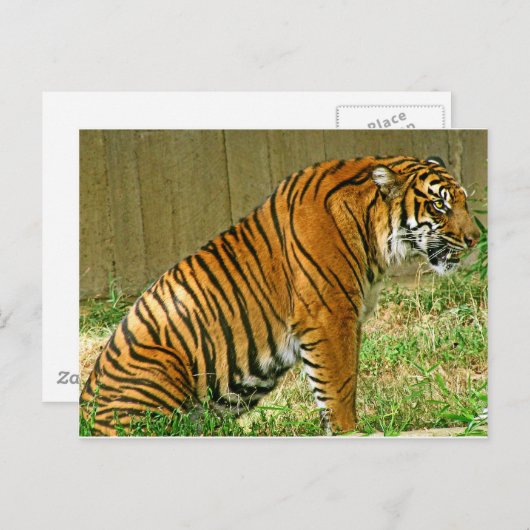 Carte Postale Tigre de fer (Devant / Derrière)