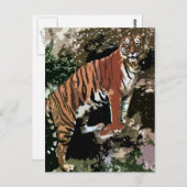 Carte Postale Tigre de montagne (Devant / Derrière)