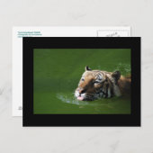 Carte postale Tigre de natation (Devant / Derrière)