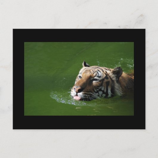 Carte postale Tigre de natation (Devant)