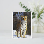 Carte Postale Tigre de Sibérie (Debout devant)