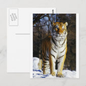 Carte Postale Tigre de Sibérie (Devant / Derrière)