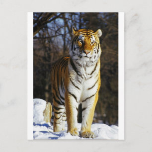 Carte Postale Tigre de Sibérie