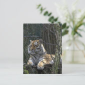 Carte Postale Tigre de Sibérie (Debout devant)