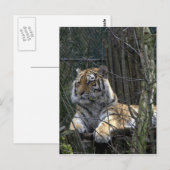 Carte Postale Tigre de Sibérie (Devant / Derrière)