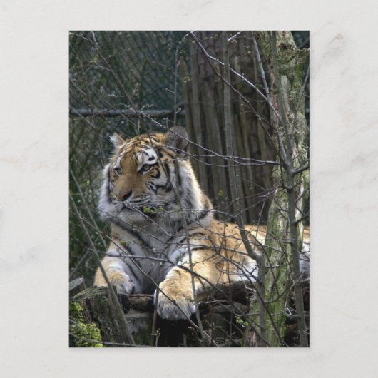 Carte Postale Tigre de Sibérie (Devant)