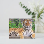 Carte Postale Tigre de Sibérie (Debout devant)