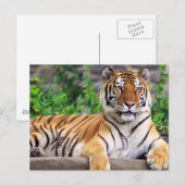 Carte Postale Tigre de Sibérie (Devant / Derrière)