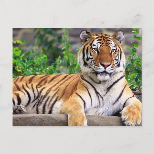 Carte Postale Tigre de Sibérie (Devant)