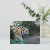 Carte Postale Tigre de Sibérie (Debout devant)