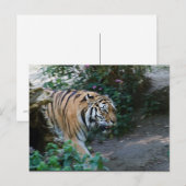 Carte Postale Tigre de Sibérie (Devant / Derrière)