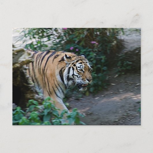 Carte Postale Tigre de Sibérie (Devant)