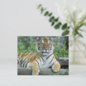 Carte Postale Tigre de Sibérie (Debout devant)