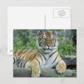 Carte Postale Tigre de Sibérie (Devant / Derrière)