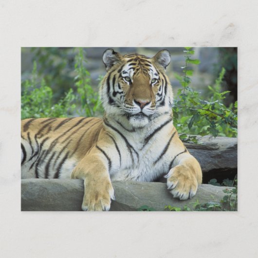 Carte Postale Tigre de Sibérie (Devant)