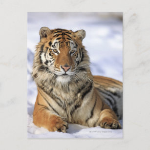 Carte Postale Tigre de Sibérie (Panthera tigris altaica) Asie