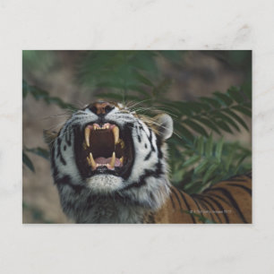 Carte Postale Tigre de Sibérie (Panthera Tigris) Bares Fangs