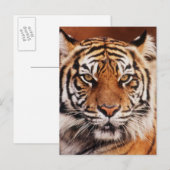 Carte Postale Tigre de Sumatra (Devant / Derrière)