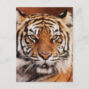 Carte Postale Tigre de Sumatra
