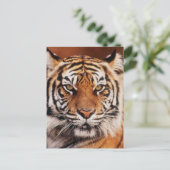 Carte Postale Tigre de Sumatra (Debout devant)