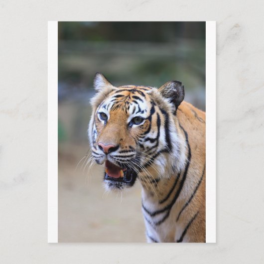 Carte Postale Tigre de Sumatra (Devant)