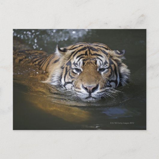 Carte Postale Tigre de Sumatra, Panthera tigris sumatrae (Devant)