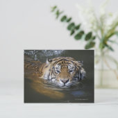 Carte Postale Tigre de Sumatra, Panthera tigris sumatrae (Debout devant)