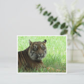 Carte Postale tigre de sumatran (Debout devant)