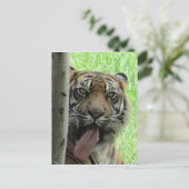 Carte Postale tigre de sumatran (Debout devant)