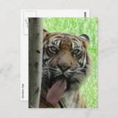 Carte Postale tigre de sumatran (Devant / Derrière)