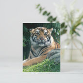 Carte Postale tigre de sumatran (Debout devant)
